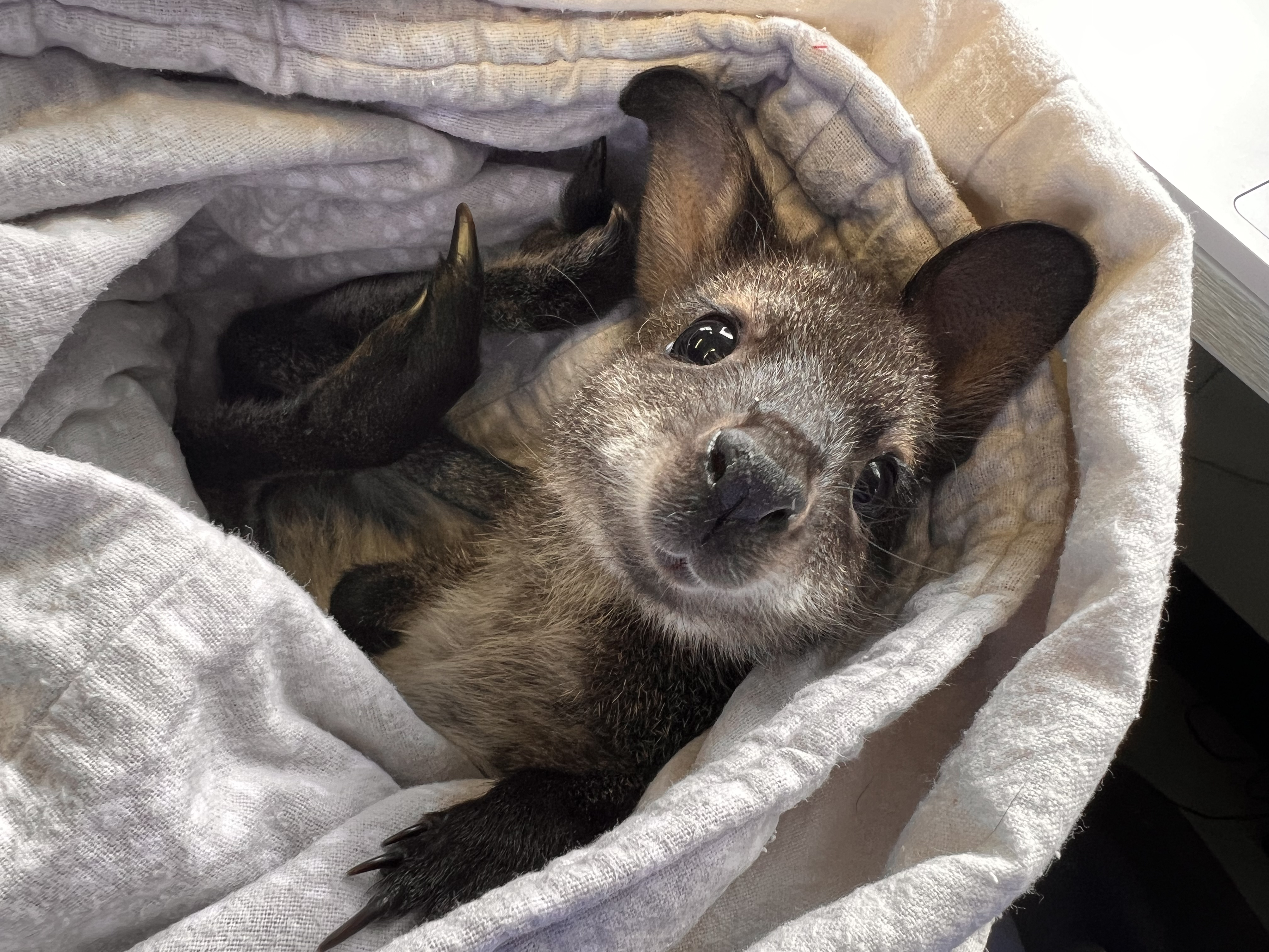 Tackling Transmissible Cancers: Innovations in Tasmanian Devil
